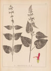 Herbier de la flore française Pl.0847