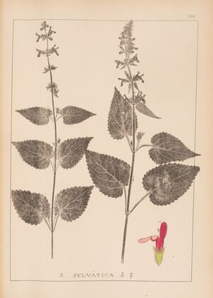 Herbier de la flore française Pl.0847