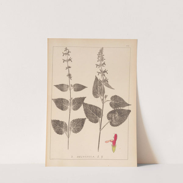 Herbier de la flore française Pl.0847 (1867-1876) by Louis Antoine Cusin