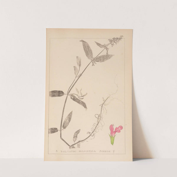 Herbier de la flore française Pl.0848 by Louis Antoine Cusin