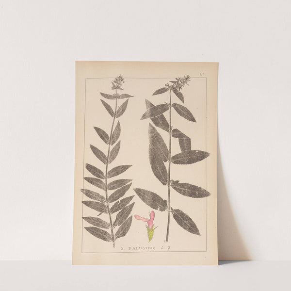 Herbier de la flore française Pl.0849 by Louis Antoine Cusin