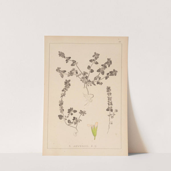 Herbier de la flore française Pl.0850 by Louis Antoine Cusin