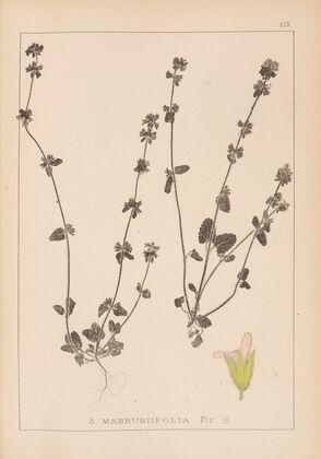 Herbier de la flore française Pl.0851
