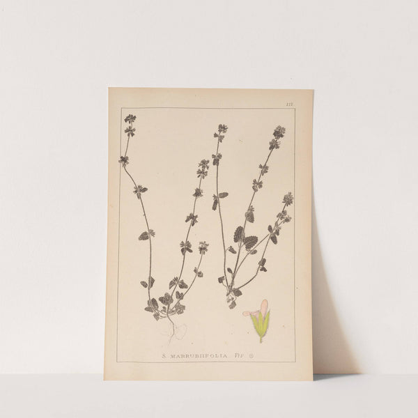 Herbier de la flore française Pl.0851 by Louis Antoine Cusin