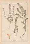 Herbier de la flore française Pl.0854
