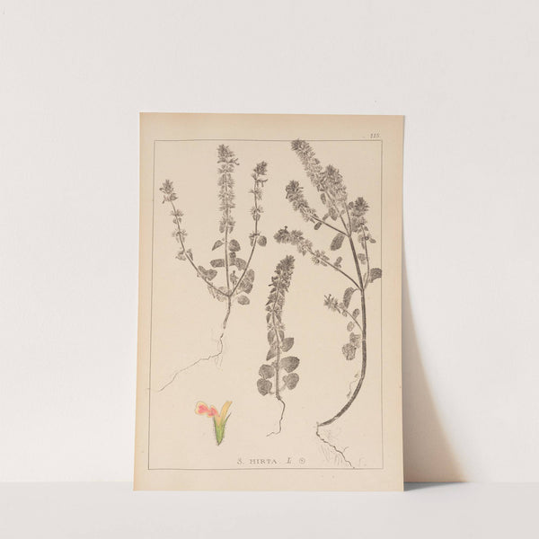 Herbier de la flore française Pl.0854 by Louis Antoine Cusin