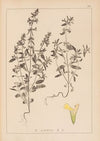 Herbier de la flore française Pl.0855