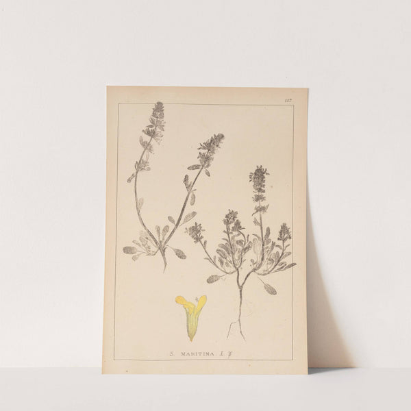 Herbier de la flore française Pl.0856 by Louis Antoine Cusin