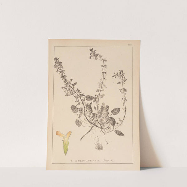 Herbier de la flore française Pl.0857 by Louis Antoine Cusin