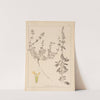 Herbier de la flore française Pl.0858 by Louis Antoine Cusin