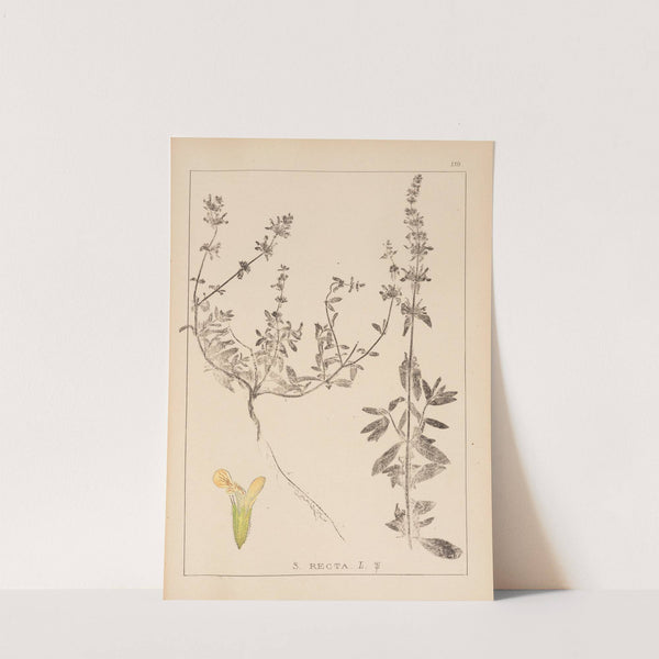 Herbier de la flore française Pl.0858 by Louis Antoine Cusin
