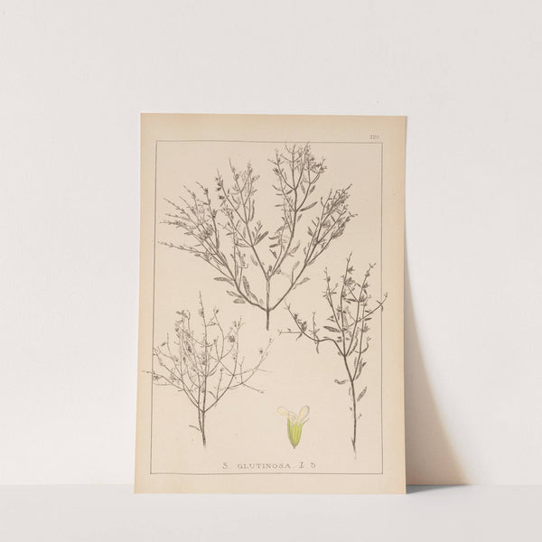 Herbier de la flore française Pl.0859 by Louis Antoine Cusin