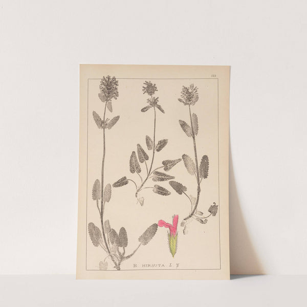 Herbier de la flore française Pl.0861 by Louis Antoine Cusin