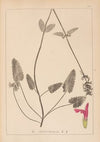 Herbier de la flore française Pl.0862