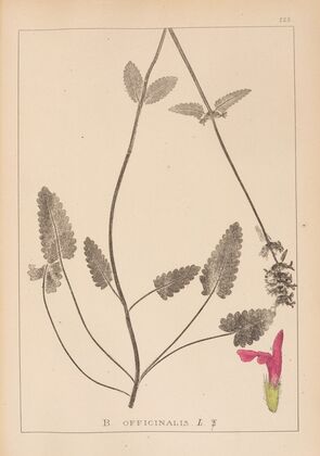 Herbier de la flore française Pl.0862