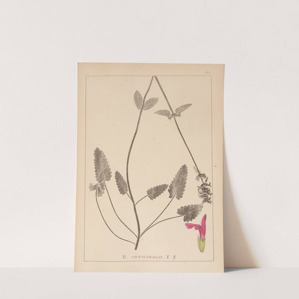 Herbier de la flore française Pl.0862 by Louis Antoine Cusin