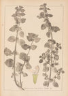 Herbier de la flore française Pl.0864