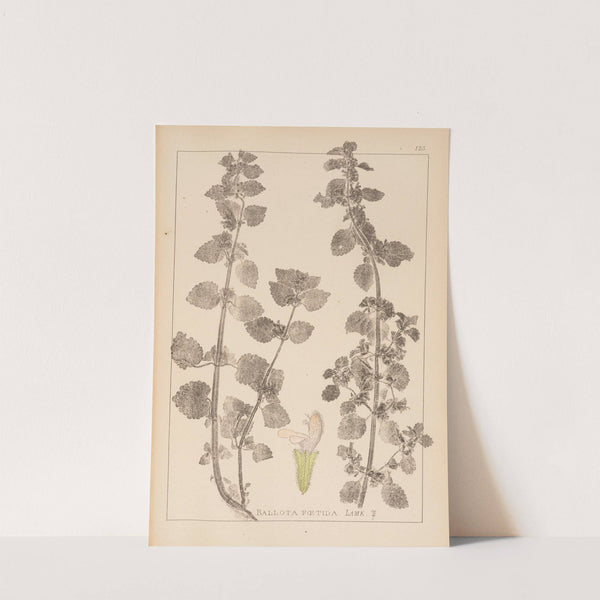 Herbier de la flore française Pl.0864 by Louis Antoine Cusin