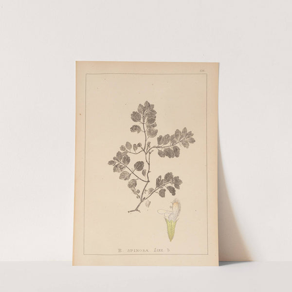 Herbier de la flore française Pl.0865 by Louis Antoine Cusin