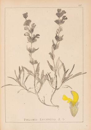 Herbier de la flore française Pl.0866