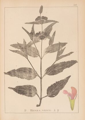 Herbier de la flore française Pl.0867