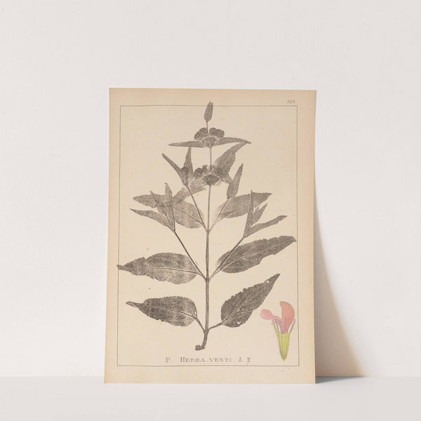 Herbier de la flore française Pl.0867 by Louis Antoine Cusin