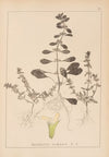 Herbier de la flore française Pl.0868