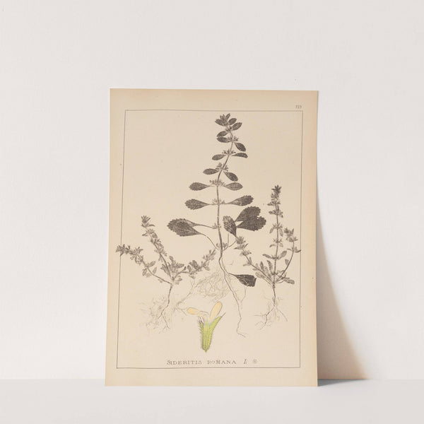 Herbier de la flore française Pl.0868 by Louis Antoine Cusin