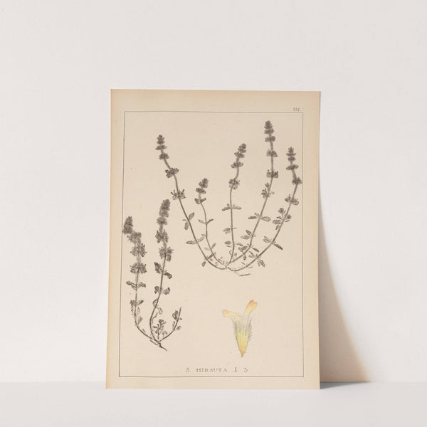 Herbier de la flore française Pl.0870 by Louis Antoine Cusin