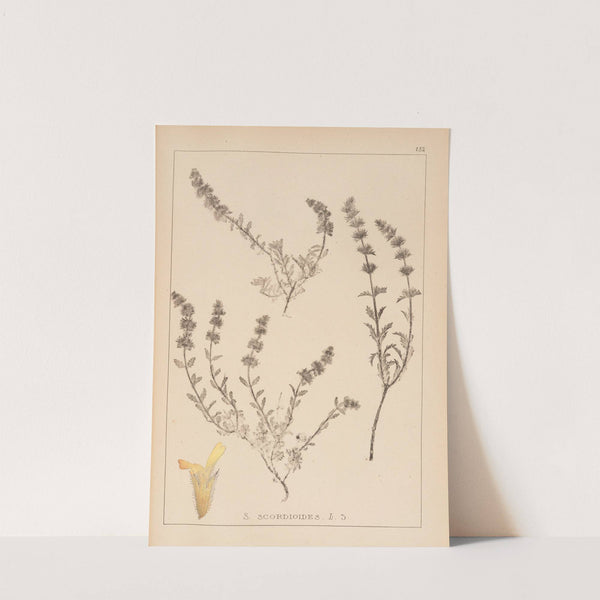 Herbier de la flore française Pl.0871 by Louis Antoine Cusin