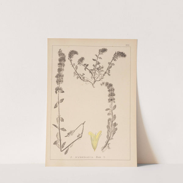 Herbier de la flore française Pl.0872 by Louis Antoine Cusin