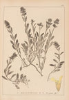 Herbier de la flore française Pl.0873