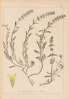 Herbier de la flore française Pl.0874