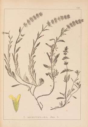 Herbier de la flore française Pl.0874