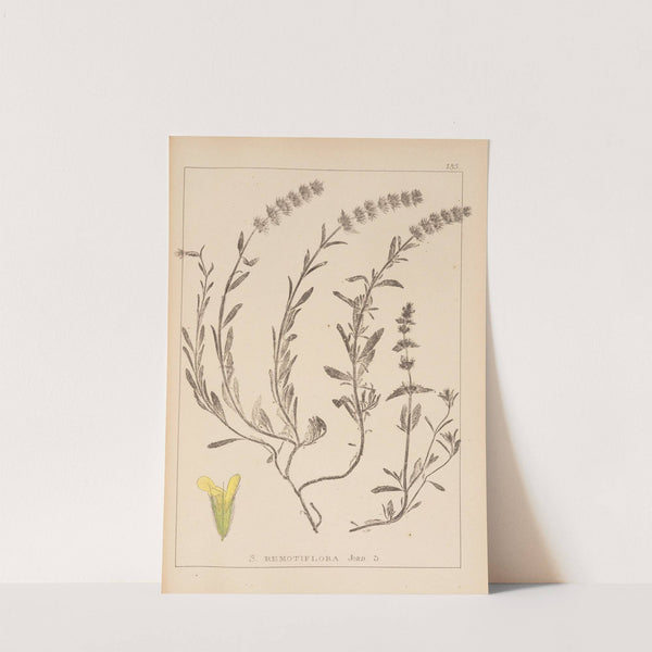 Herbier de la flore française Pl.0874 by Louis Antoine Cusin