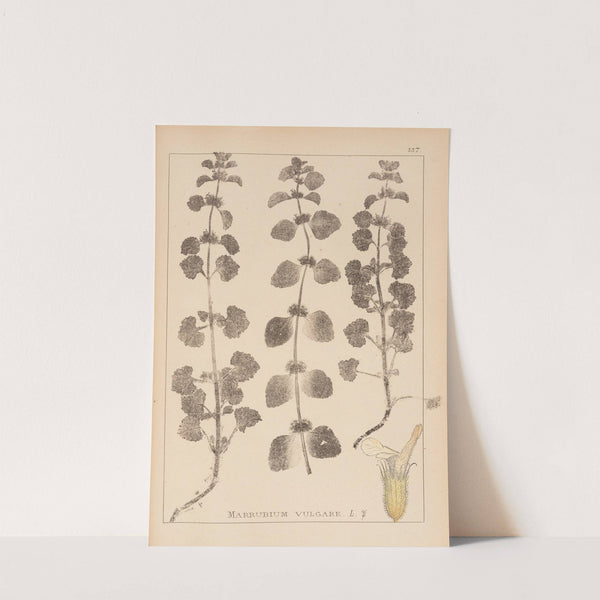 Herbier de la flore française Pl.0876 by Louis Antoine Cusin