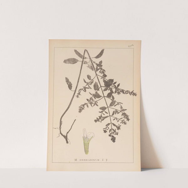 Herbier de la flore française Pl.0877 by Louis Antoine Cusin