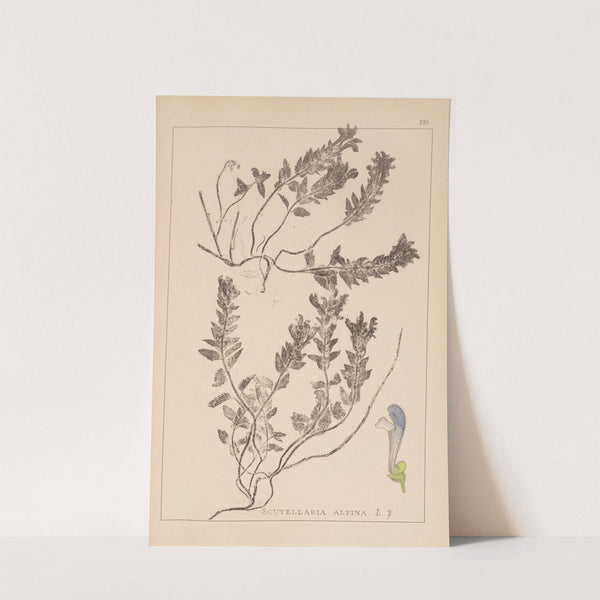 Herbier de la flore française Pl.0879 by Louis Antoine Cusin