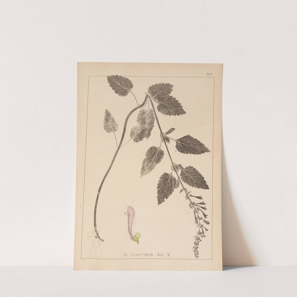 Herbier de la flore française Pl.0880 by Louis Antoine Cusin