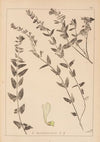 Herbier de la flore française Pl.0881