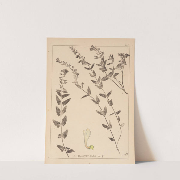 Herbier de la flore française Pl.0881 by Louis Antoine Cusin