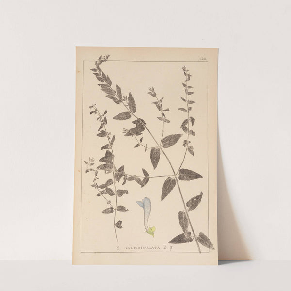 Herbier de la flore française Pl.0882 by Louis Antoine Cusin