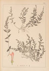 Herbier de la flore française Pl.0883