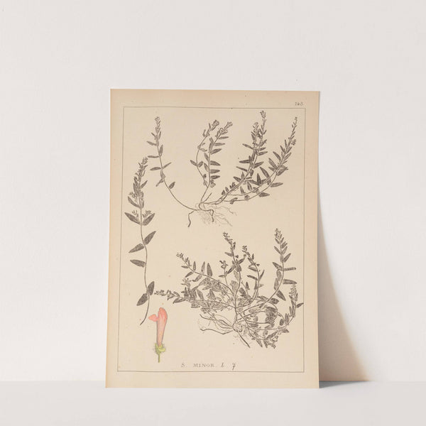 Herbier de la flore française Pl.0883 by Louis Antoine Cusin