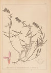 Herbier de la flore française Pl.0884