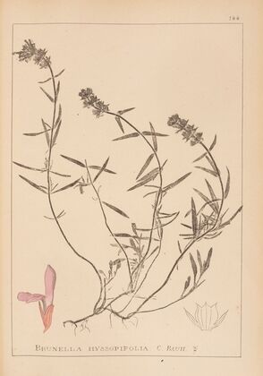 Herbier de la flore française Pl.0884