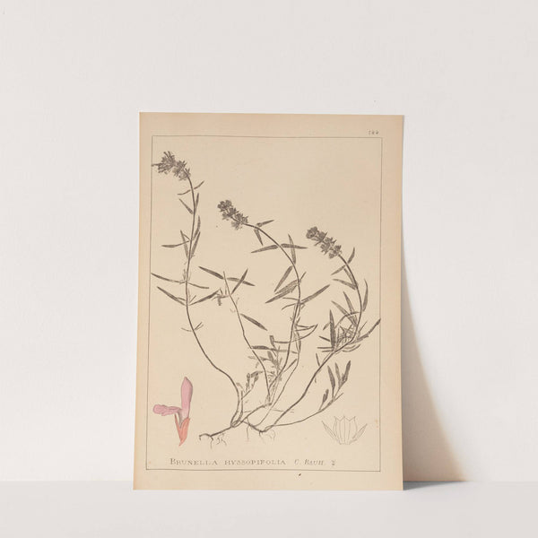 Herbier de la flore française Pl.0884 by Louis Antoine Cusin