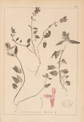 Herbier de la flore française Pl.0885