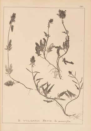 Herbier de la flore française Pl.0886