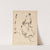 Herbier de la flore française Pl.0886 by Louis Antoine Cusin